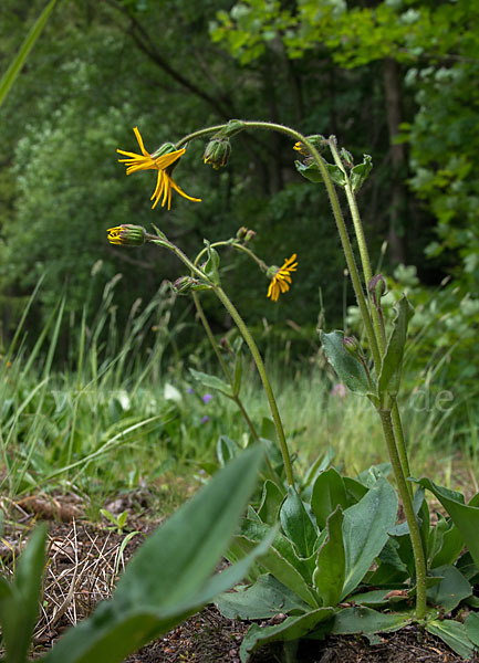 Berg-Wohlverleih (Arnica montana)