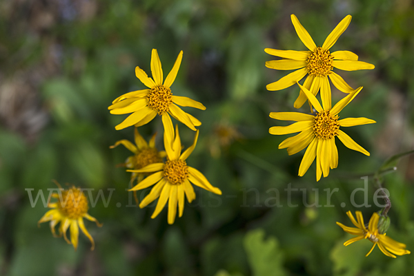 Berg-Wohlverleih (Arnica montana)