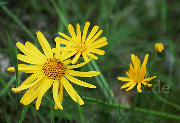 Berg-Wohlverleih (Arnica montana)