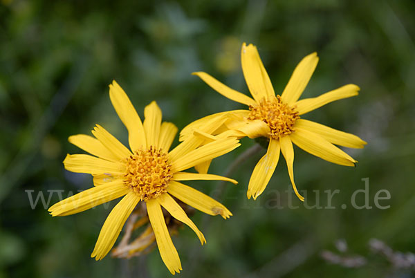 Berg-Wohlverleih (Arnica montana)