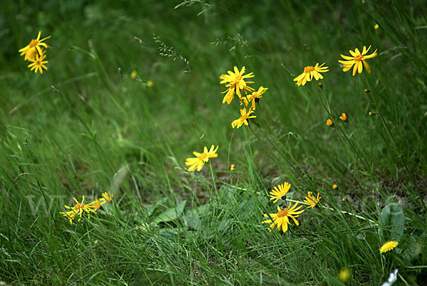 Berg-Wohlverleih (Arnica montana)