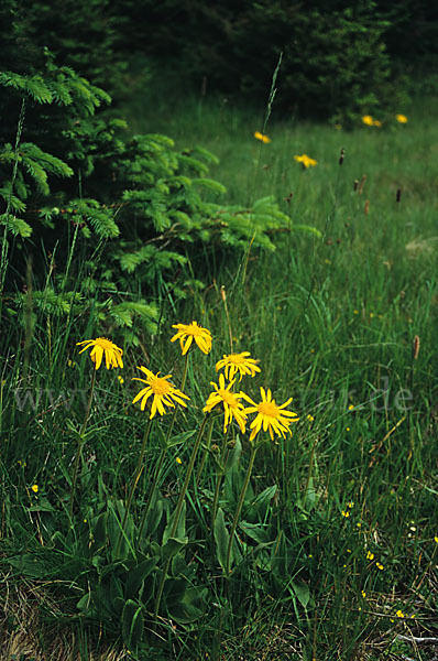 Berg-Wohlverleih (Arnica montana)