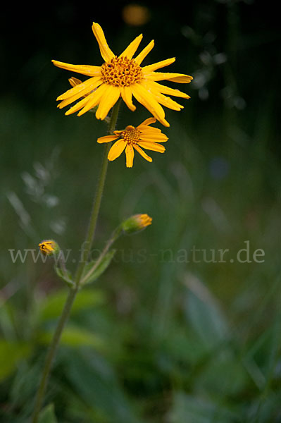 Berg-Wohlverleih (Arnica montana)