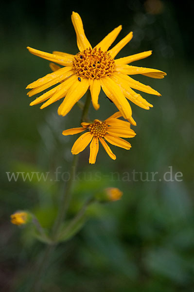 Berg-Wohlverleih (Arnica montana)