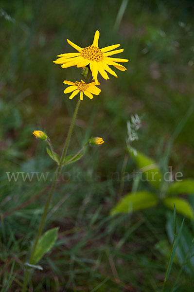 Berg-Wohlverleih (Arnica montana)