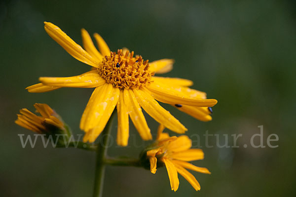 Berg-Wohlverleih (Arnica montana)