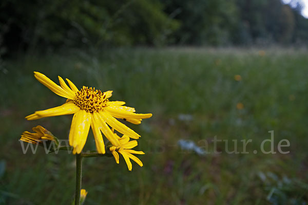 Berg-Wohlverleih (Arnica montana)