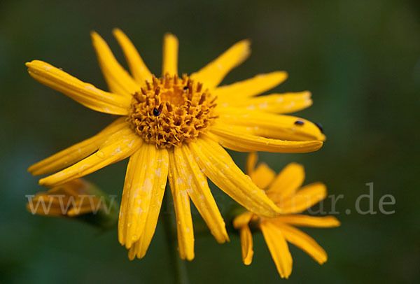 Berg-Wohlverleih (Arnica montana)