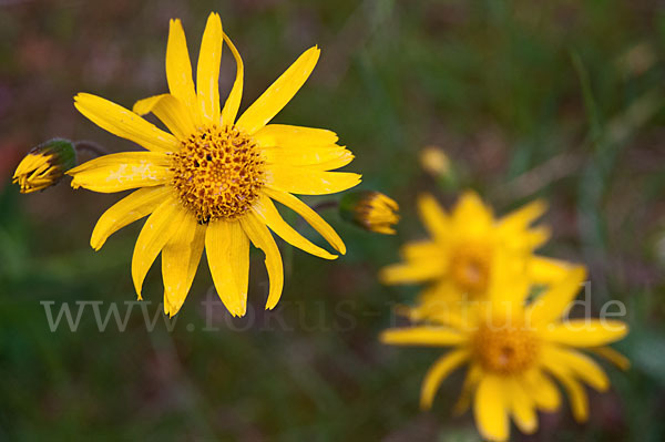 Berg-Wohlverleih (Arnica montana)