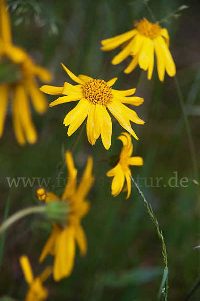 Berg-Wohlverleih (Arnica montana)