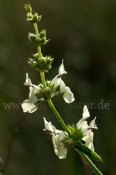 Berg-Ziest (Stachys recta)