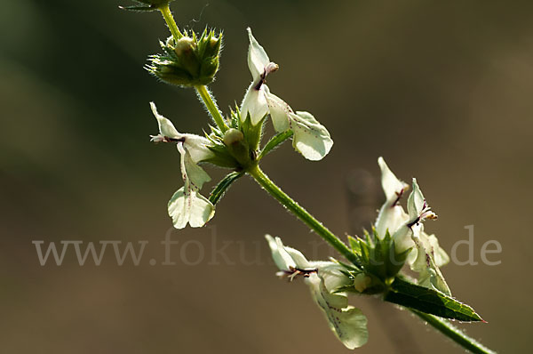 Berg-Ziest (Stachys recta)