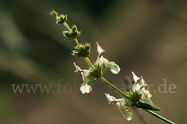 Berg-Ziest (Stachys recta)