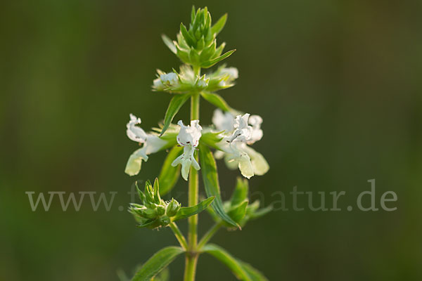 Berg-Ziest (Stachys recta)