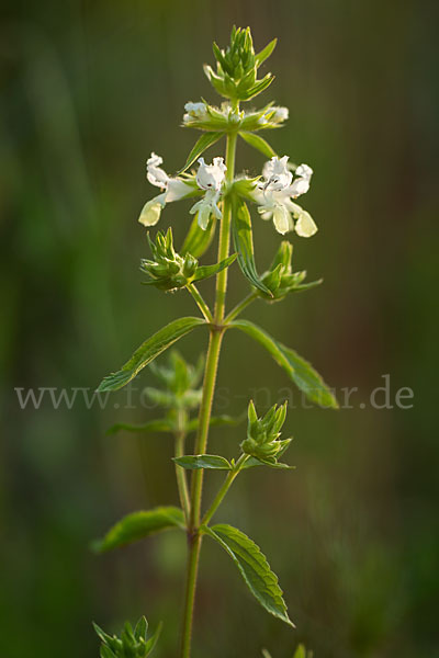 Berg-Ziest (Stachys recta)