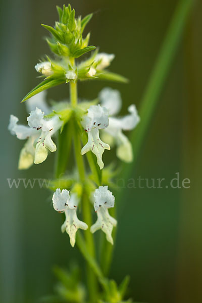 Berg-Ziest (Stachys recta)