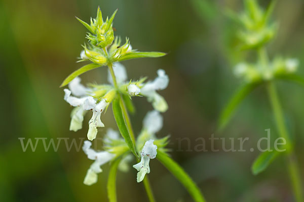 Berg-Ziest (Stachys recta)