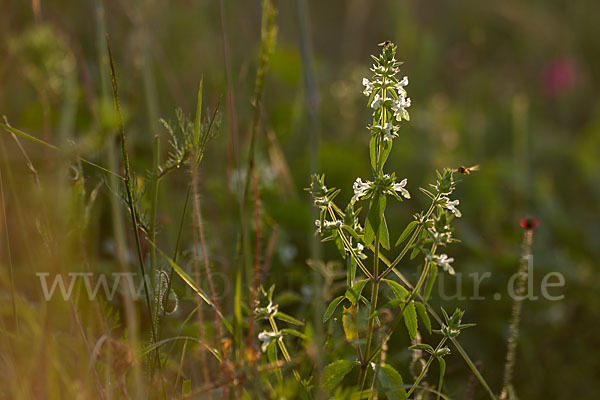 Berg-Ziest (Stachys recta)