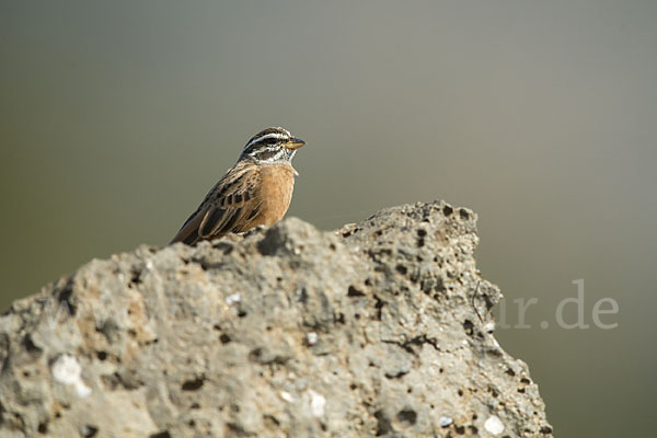 Bergammer (Emberiza tahapisi)