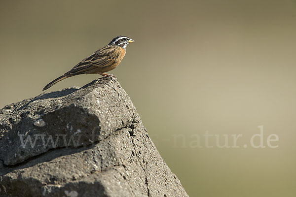 Bergammer (Emberiza tahapisi)