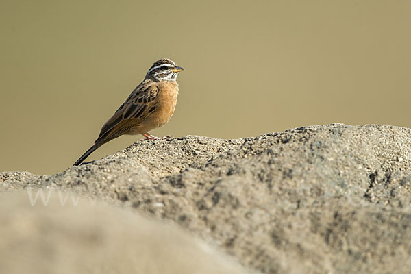 Bergammer (Emberiza tahapisi)