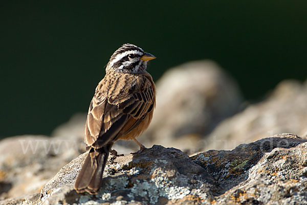 Bergammer (Emberiza tahapisi)