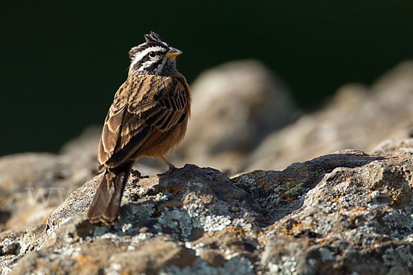 Bergammer (Emberiza tahapisi)