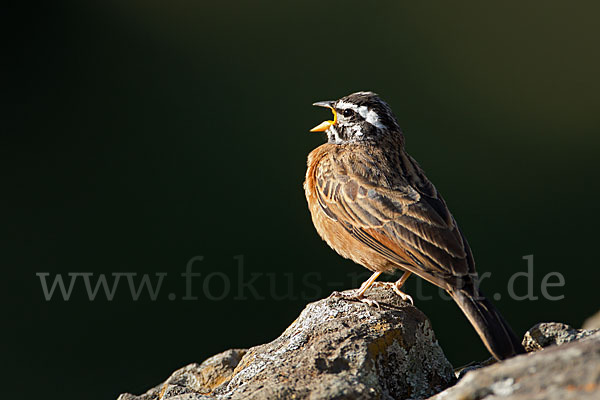 Bergammer (Emberiza tahapisi)