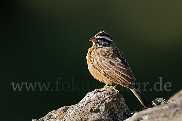 Bergammer (Emberiza tahapisi)