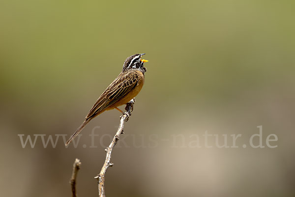 Bergammer (Emberiza tahapisi)