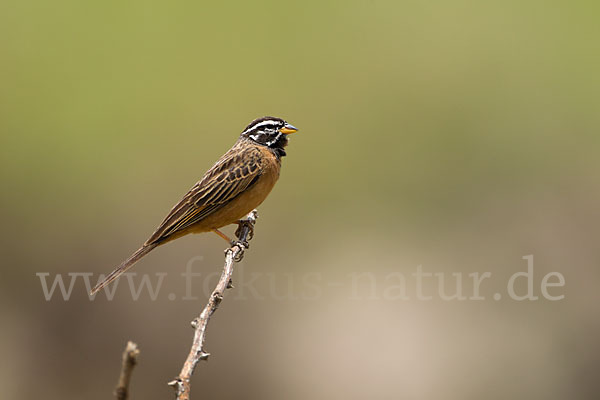 Bergammer (Emberiza tahapisi)