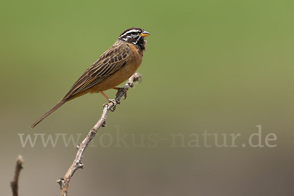 Bergammer (Emberiza tahapisi)