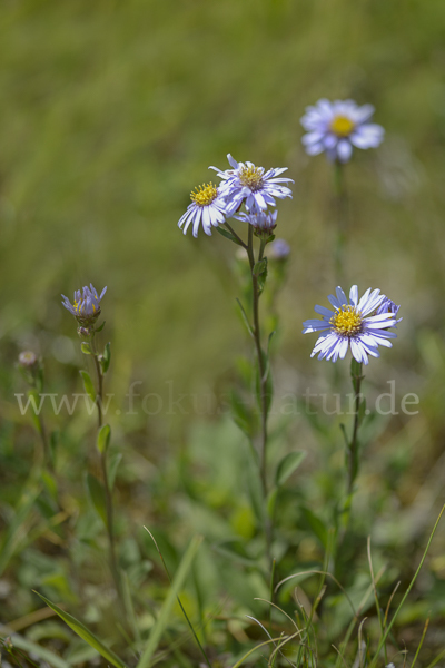 Bergaster (Aster amellus)