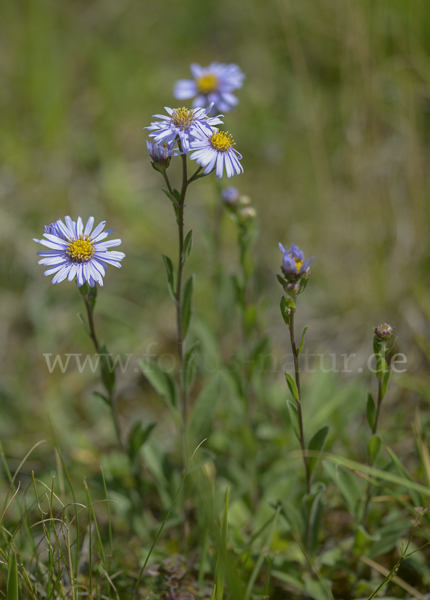 Bergaster (Aster amellus)