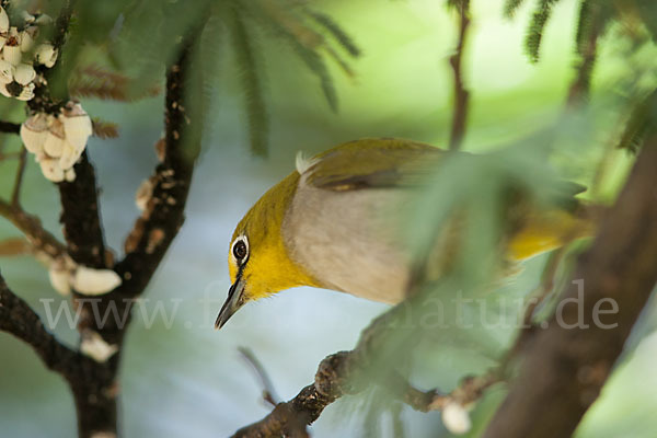 Bergbrillenvogel (Zosterops poliogastrus)