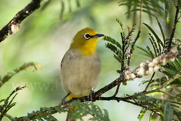 Bergbrillenvogel (Zosterops poliogastrus)