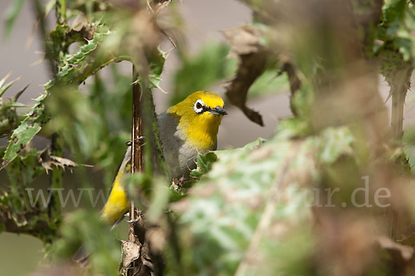 Bergbrillenvogel (Zosterops poliogastrus)