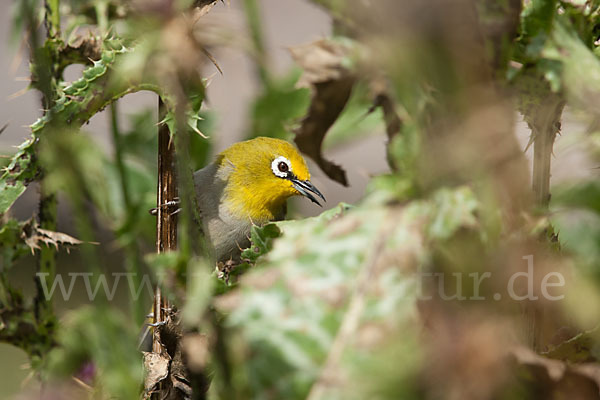 Bergbrillenvogel (Zosterops poliogastrus)