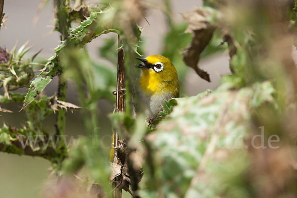 Bergbrillenvogel (Zosterops poliogastrus)