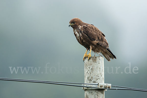 Bergbussard (Buteo oreophilus)