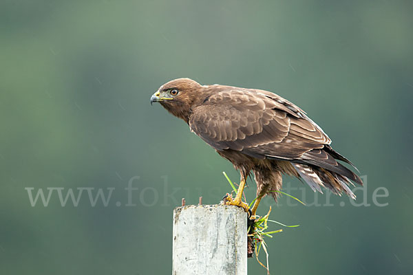 Bergbussard (Buteo oreophilus)