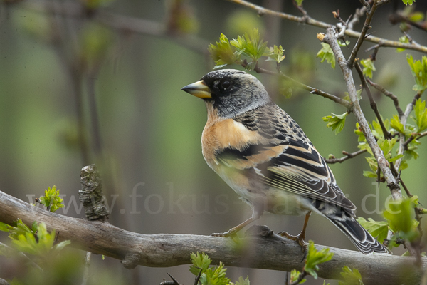 Bergfink (Fringilla montifringilla)