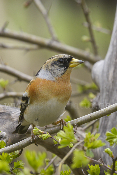 Bergfink (Fringilla montifringilla)