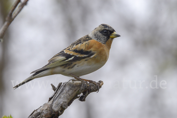 Bergfink (Fringilla montifringilla)