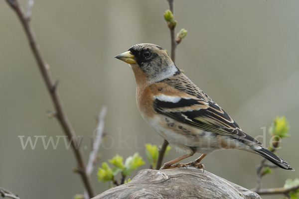 Bergfink (Fringilla montifringilla)