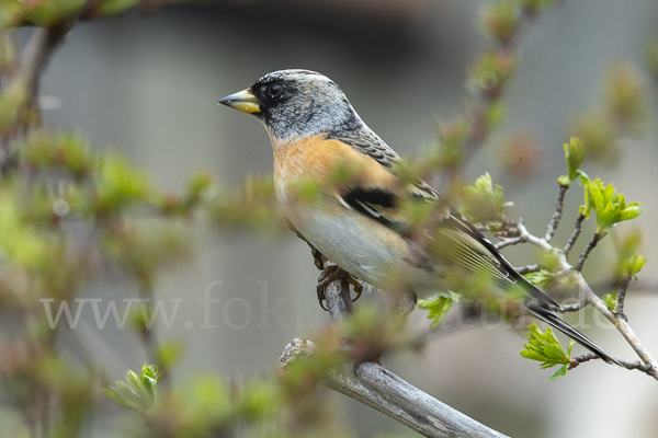 Bergfink (Fringilla montifringilla)