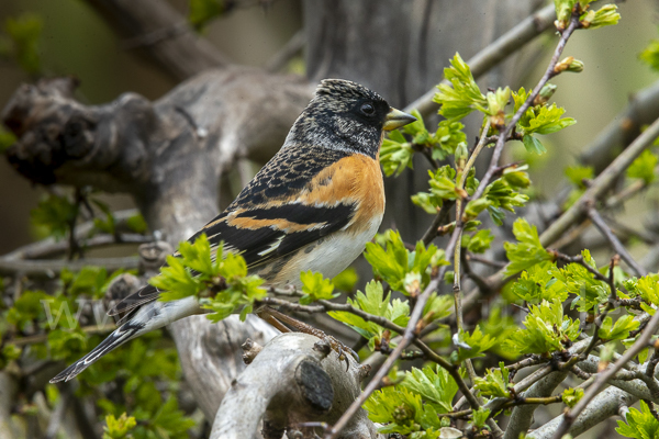 Bergfink (Fringilla montifringilla)