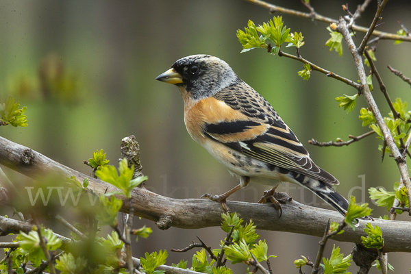 Bergfink (Fringilla montifringilla)