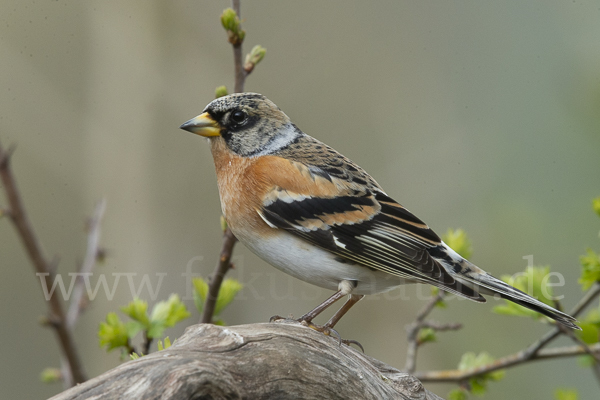 Bergfink (Fringilla montifringilla)