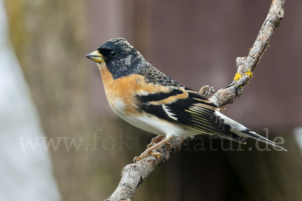 Bergfink (Fringilla montifringilla)